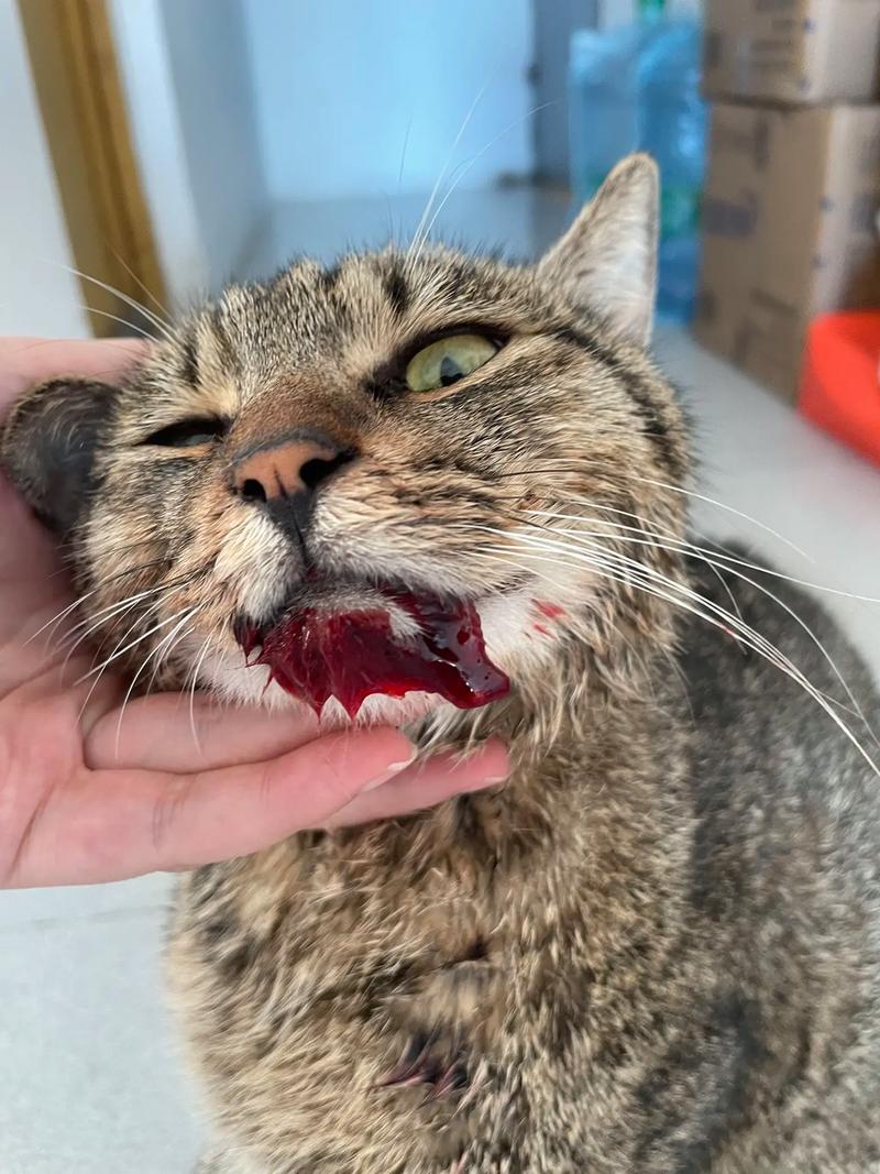 猫咪口渴的表现,猫咪口渴了会喘气么?-第1张图片-后鲨宠物 猫咪口渴的表现,猫咪口渴了会喘气么?-第1张图片-后鲨宠物