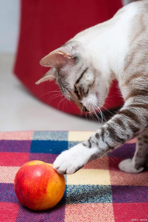 猫咪可以吃苹果吗,猫咪吃苹果吗会中毒吗-第1张图片-后鲨宠物 猫咪可以吃苹果吗,猫咪吃苹果吗会中毒吗-第1张图片-后鲨宠物