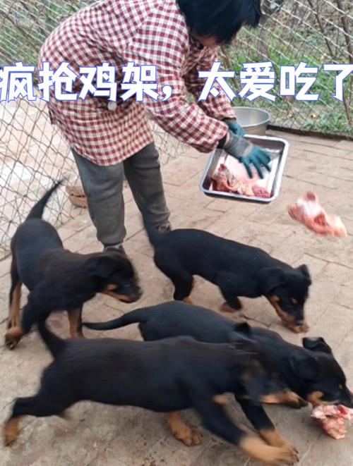 狗狗吃鸡架好不好_狗狗吃鸡架子有什么营养吗-第6张图片-后鲨宠物 狗狗吃鸡架好不好_狗狗吃鸡架子有什么营养吗-第6张图片-后鲨宠物