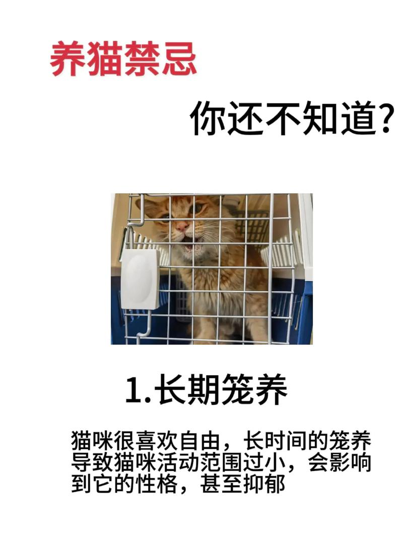 猫猫有灵性吗,猫猫真的有灵性吗-第2张图片-后鲨宠物 猫猫有灵性吗,猫猫真的有灵性吗-第2张图片-后鲨宠物
