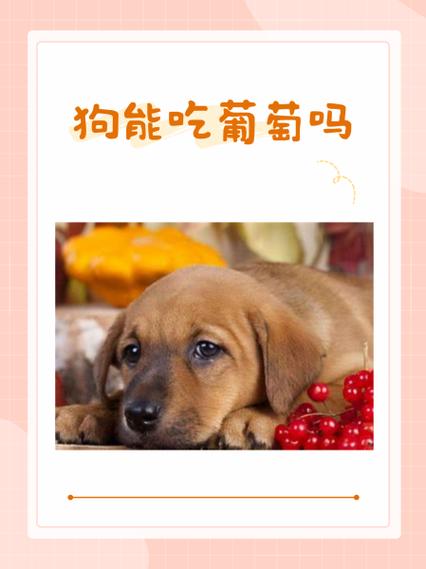 狗狗可不可以吃葡萄，狗狗可不可以吃葡萄柚？-第2张图片-后鲨宠物