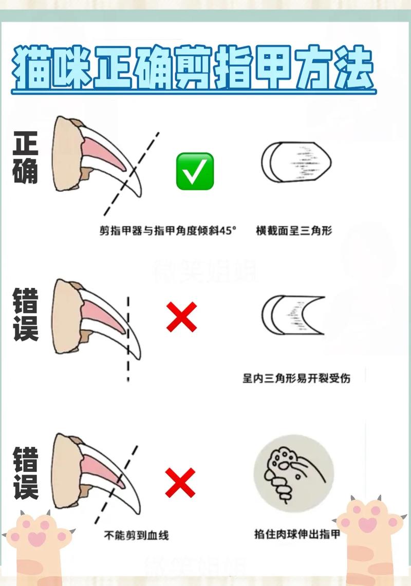 怎么给猫猫剪指甲,怎么给猫猫剪指甲才不会被咬?-第6张图片-后鲨宠物 怎么给猫猫剪指甲,怎么给猫猫剪指甲才不会被咬?-第6张图片-后鲨宠物