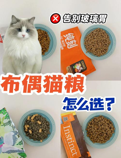 猫咪只吃猫粮可以吗，猫咪只吃猫粮可以吗怎么喂？-第2张图片-后鲨宠物
