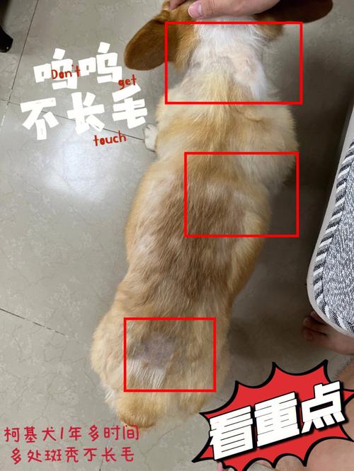 狗狗皮肤病脱毛怎么办_狗狗出现皮肤病脱毛还痒用什么药-第5张图片-后鲨宠物 狗狗皮肤病脱毛怎么办_狗狗出现皮肤病脱毛还痒用什么药-第5张图片-后鲨宠物