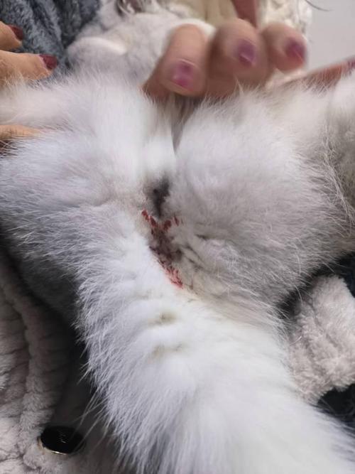 猫咪屁股出血怎么回事,猫屁股出血怎么处理-第1张图片-后鲨宠物 猫咪屁股出血怎么回事,猫屁股出血怎么处理-第1张图片-后鲨宠物