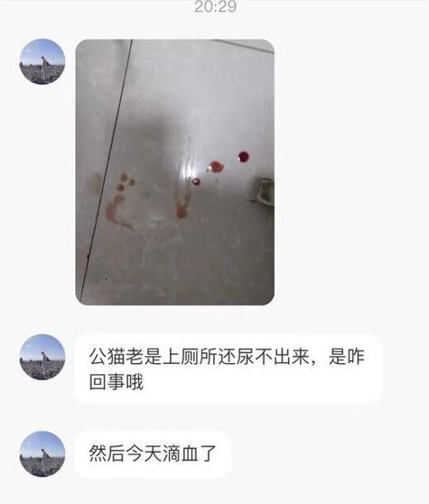 猫咪屁股出血怎么回事,猫屁股出血怎么处理-第3张图片-后鲨宠物 猫咪屁股出血怎么回事,猫屁股出血怎么处理-第3张图片-后鲨宠物