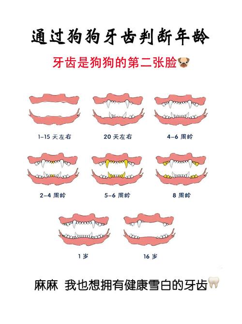 狗狗多大开始长牙,狗狗多大的时候长牙?-第5张图片-后鲨宠物 狗狗多大开始长牙,狗狗多大的时候长牙?-第5张图片-后鲨宠物