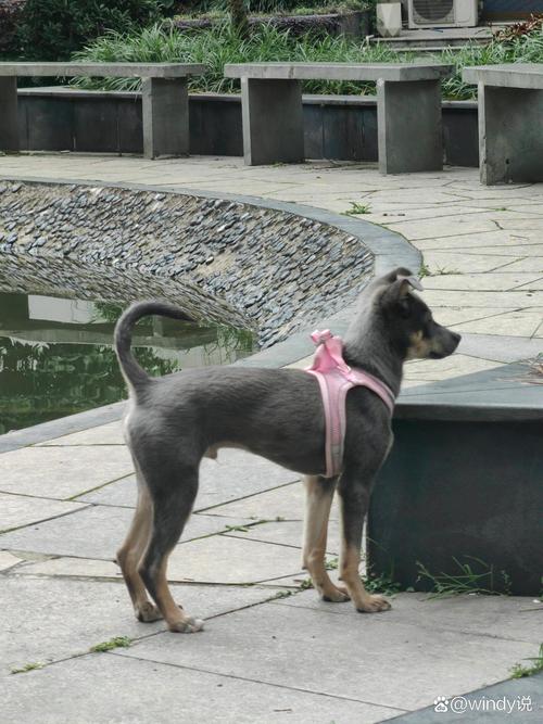 狗狗多大开始长牙,狗狗多大的时候长牙?-第6张图片-后鲨宠物 狗狗多大开始长牙,狗狗多大的时候长牙?-第6张图片-后鲨宠物