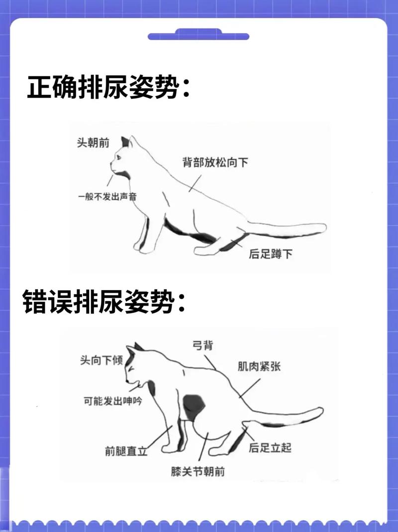 包含怎么训练猫咪上厕所的词条-第3张图片-后鲨宠物 包含怎么训练猫咪上厕所的词条-第3张图片-后鲨宠物
