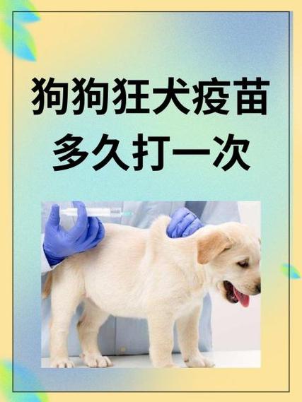 狗狗狂犬多久打一次,狗的狂犬病疫苗多久打一次?-第5张图片-后鲨宠物 狗狗狂犬多久打一次,狗的狂犬病疫苗多久打一次?-第5张图片-后鲨宠物