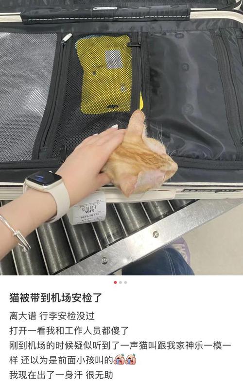 猫咪能过安检吗,猫猫能过安检吗?-第1张图片-后鲨宠物 猫咪能过安检吗,猫猫能过安检吗?-第1张图片-后鲨宠物