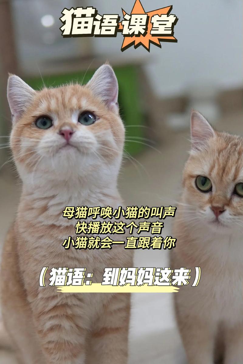 猫咪喜欢什么声音,猫最喜欢的声音频率-第2张图片-后鲨宠物 猫咪喜欢什么声音,猫最喜欢的声音频率-第2张图片-后鲨宠物