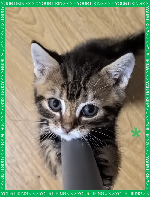  小猫咪不吃饭怎么办，小猫不吃饭是怎么回事儿?-第2张图片-后鲨宠物