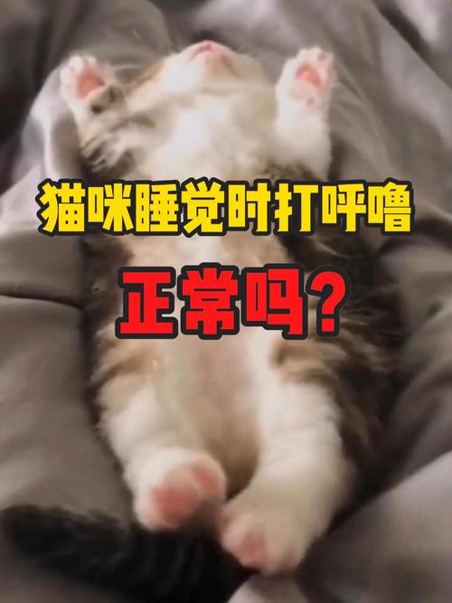 猫咪睡觉打鼾正常吗,猫咪睡觉打鼾正常吗?-第5张图片-后鲨宠物 猫咪睡觉打鼾正常吗,猫咪睡觉打鼾正常吗?-第5张图片-后鲨宠物