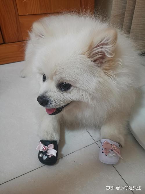 狗狗藏食物是什么原因_狗狗藏食物什么意思-第1张图片-后鲨宠物 狗狗藏食物是什么原因_狗狗藏食物什么意思-第1张图片-后鲨宠物