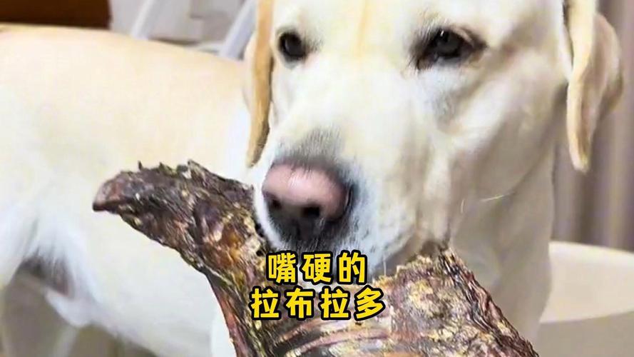 狗狗藏食物是什么原因_狗狗藏食物什么意思-第3张图片-后鲨宠物 狗狗藏食物是什么原因_狗狗藏食物什么意思-第3张图片-后鲨宠物