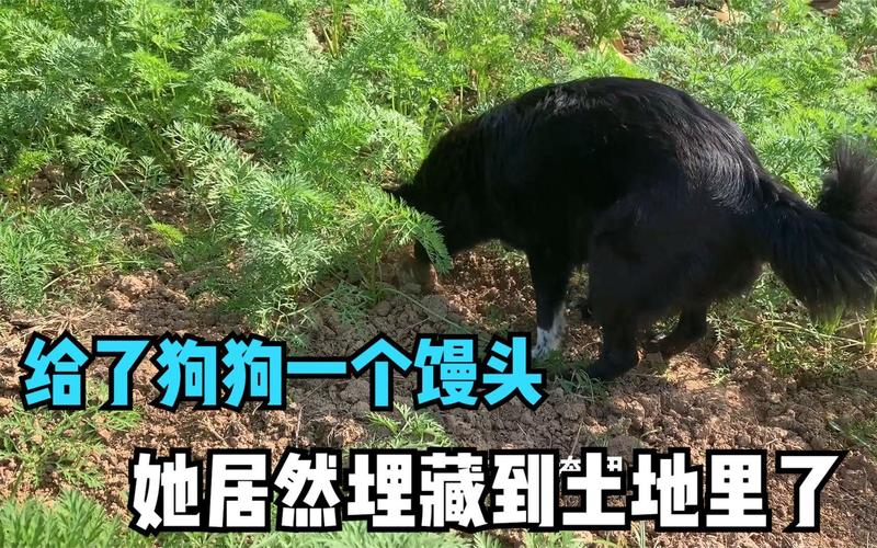 狗狗藏食物是什么原因_狗狗藏食物什么意思-第5张图片-后鲨宠物 狗狗藏食物是什么原因_狗狗藏食物什么意思-第5张图片-后鲨宠物