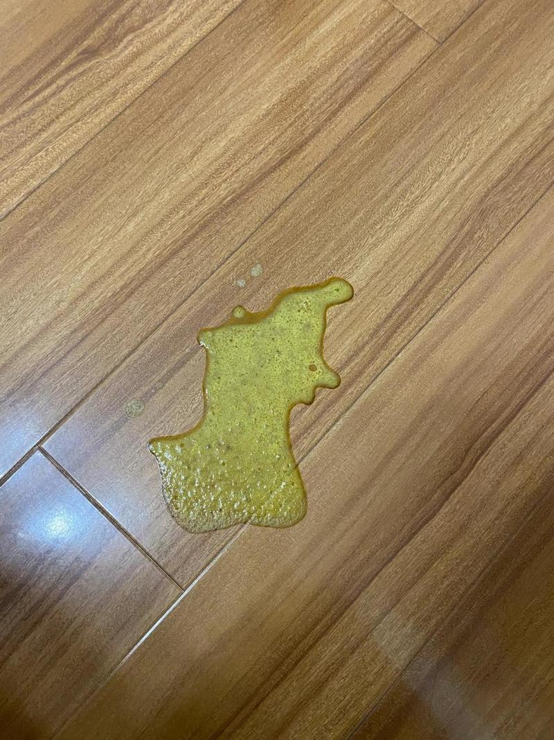 猫咪拉稀吐黄水,猫咪拉稀吐黄水 食欲不振-第2张图片-后鲨宠物 猫咪拉稀吐黄水,猫咪拉稀吐黄水 食欲不振-第2张图片-后鲨宠物