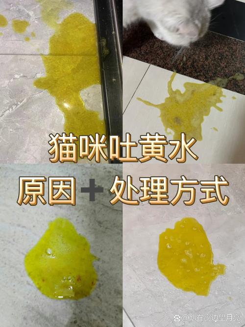 猫咪拉稀吐黄水,猫咪拉稀吐黄水 食欲不振-第6张图片-后鲨宠物 猫咪拉稀吐黄水,猫咪拉稀吐黄水 食欲不振-第6张图片-后鲨宠物