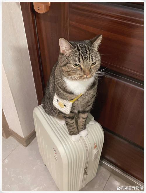 猫咪能上高铁吗_宠物猫能带上高铁吗-第1张图片-后鲨宠物 猫咪能上高铁吗_宠物猫能带上高铁吗-第1张图片-后鲨宠物