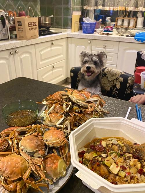 狗狗能吃螃蟹肉吗_狗狗能吃螃蟹肉嘛-第2张图片-后鲨宠物 狗狗能吃螃蟹肉吗_狗狗能吃螃蟹肉嘛-第2张图片-后鲨宠物