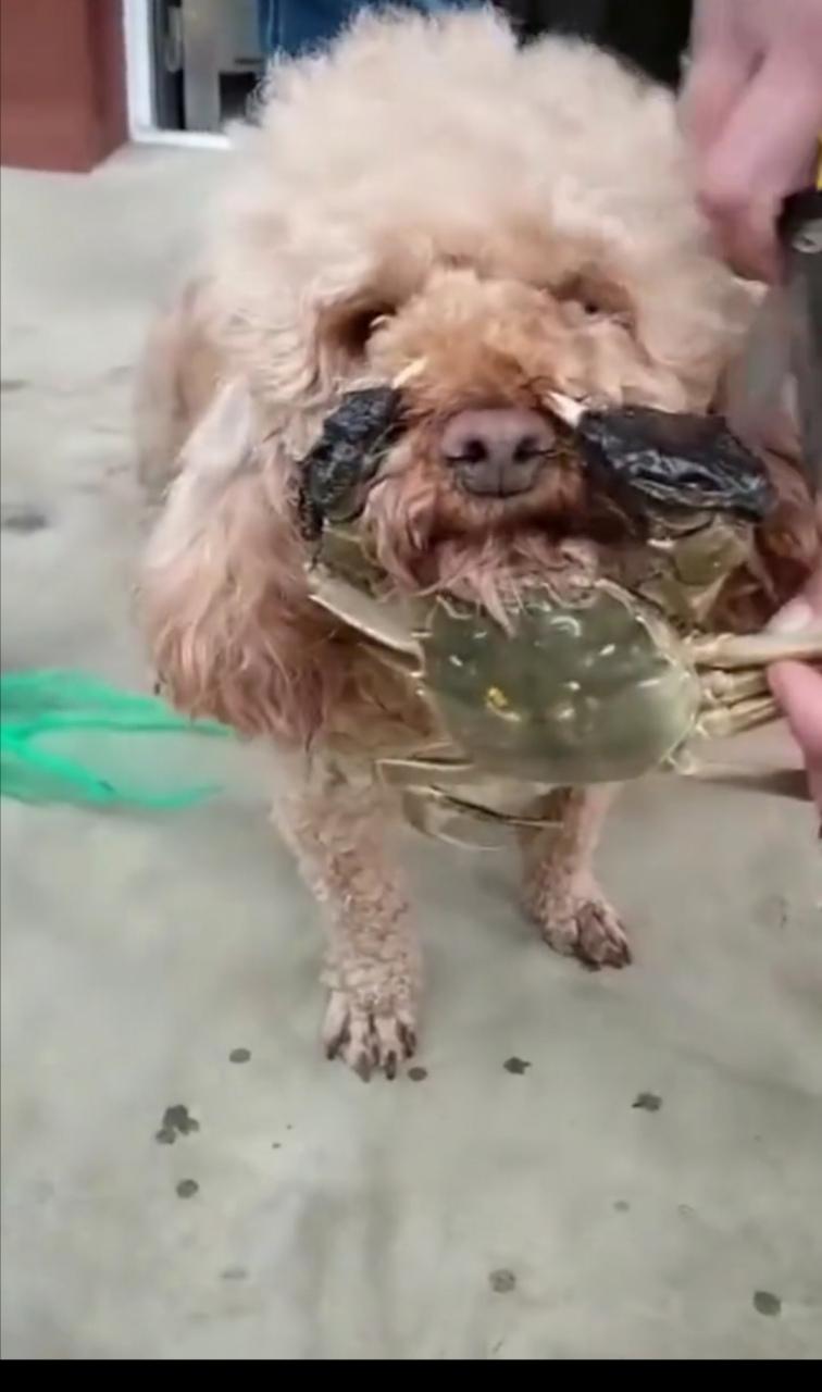 狗狗能吃螃蟹肉吗_狗狗能吃螃蟹肉嘛-第6张图片-后鲨宠物 狗狗能吃螃蟹肉吗_狗狗能吃螃蟹肉嘛-第6张图片-后鲨宠物