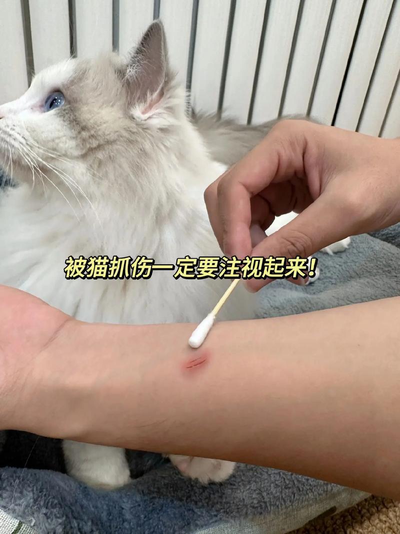 狗狗被猫咬了怎么办_狗狗被猫咬了要打针吗-第5张图片-后鲨宠物 狗狗被猫咬了怎么办_狗狗被猫咬了要打针吗-第5张图片-后鲨宠物