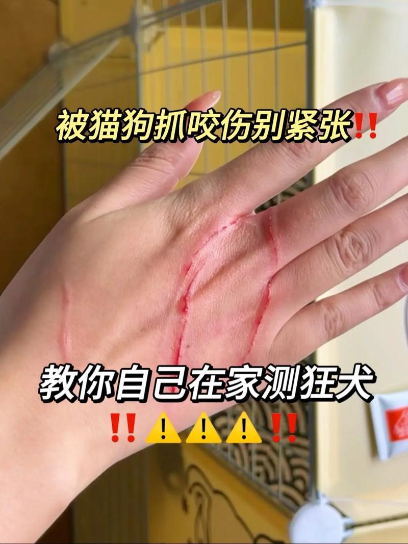 狗狗被猫咬了怎么办_狗狗被猫咬了要打针吗-第6张图片-后鲨宠物 狗狗被猫咬了怎么办_狗狗被猫咬了要打针吗-第6张图片-后鲨宠物