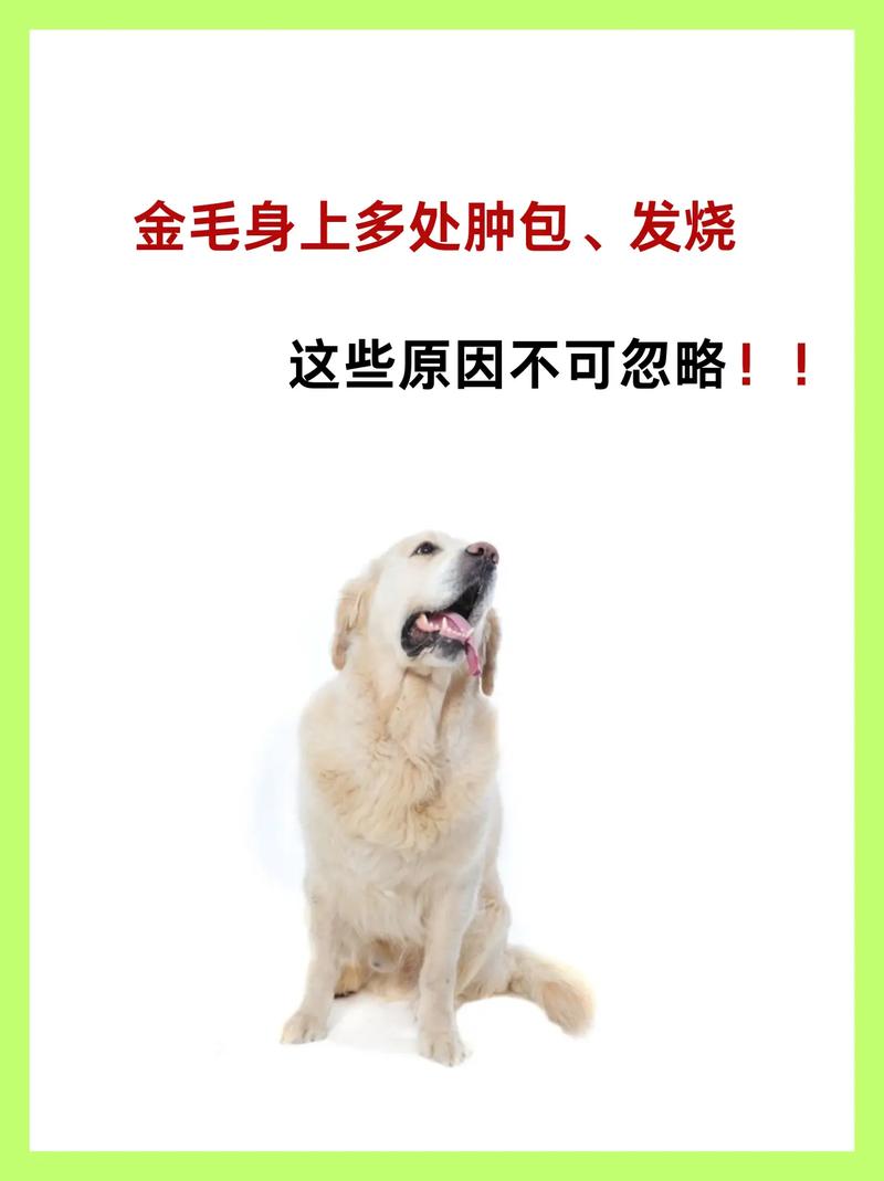 狗狗发烧症状有哪些,狗狗发烧的表现有哪些?-第5张图片-后鲨宠物 狗狗发烧症状有哪些,狗狗发烧的表现有哪些?-第5张图片-后鲨宠物