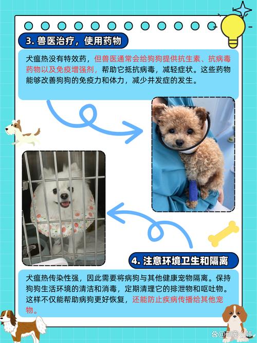 狗狗得了犬瘟自救方法_犬瘟临死前的15个征兆-第2张图片-后鲨宠物 狗狗得了犬瘟自救方法_犬瘟临死前的15个征兆-第2张图片-后鲨宠物