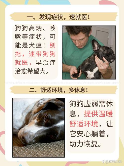 狗狗得了犬瘟自救方法_犬瘟临死前的15个征兆-第5张图片-后鲨宠物 狗狗得了犬瘟自救方法_犬瘟临死前的15个征兆-第5张图片-后鲨宠物