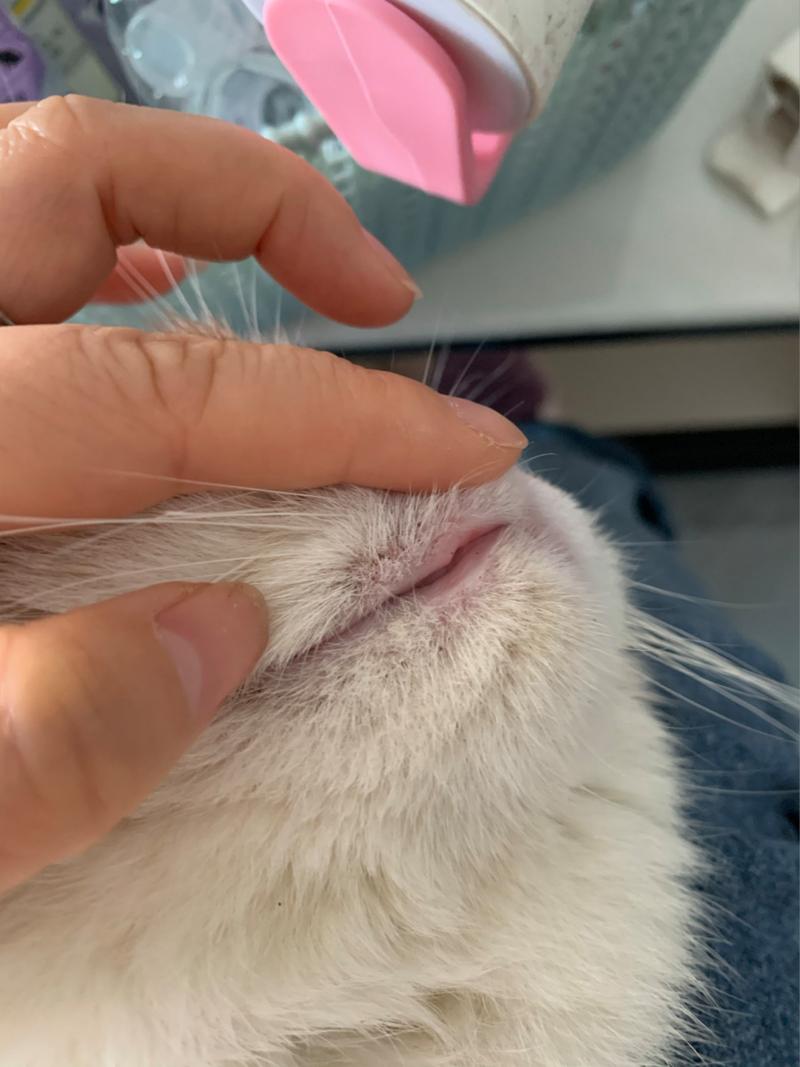 猫咪毛囊炎会传染吗,猫咪毛囊炎会传染吗百度百科-第1张图片-后鲨宠物 猫咪毛囊炎会传染吗,猫咪毛囊炎会传染吗百度百科-第1张图片-后鲨宠物