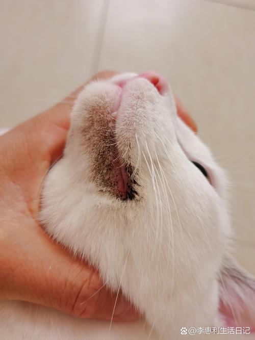 猫咪毛囊炎会传染吗,猫咪毛囊炎会传染吗百度百科-第2张图片-后鲨宠物 猫咪毛囊炎会传染吗,猫咪毛囊炎会传染吗百度百科-第2张图片-后鲨宠物