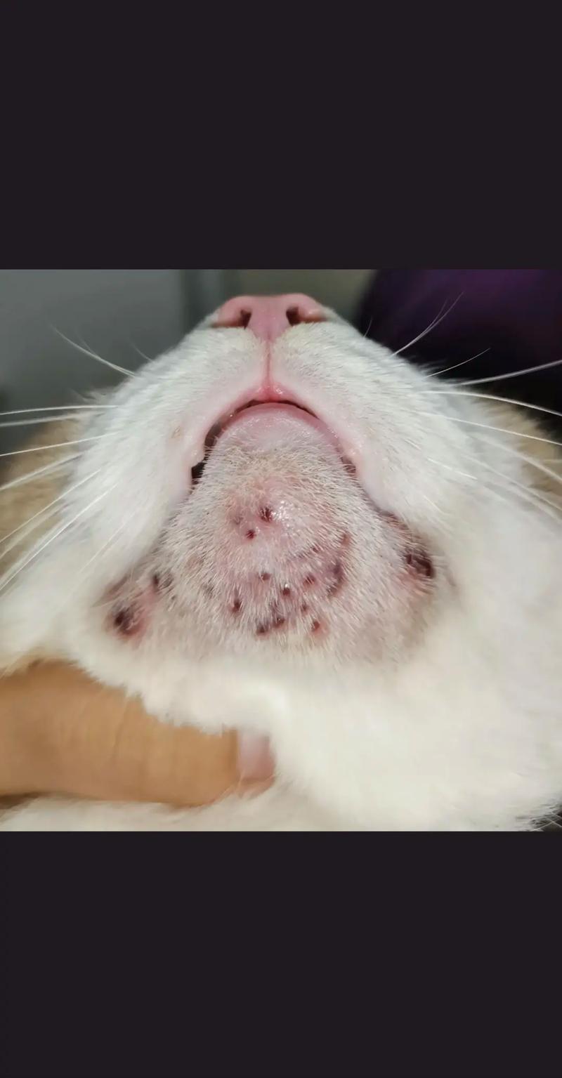 猫咪毛囊炎会传染吗,猫咪毛囊炎会传染吗百度百科-第4张图片-后鲨宠物 猫咪毛囊炎会传染吗,猫咪毛囊炎会传染吗百度百科-第4张图片-后鲨宠物