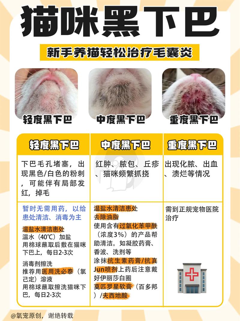 猫咪毛囊炎会传染吗,猫咪毛囊炎会传染吗百度百科-第3张图片-后鲨宠物 猫咪毛囊炎会传染吗,猫咪毛囊炎会传染吗百度百科-第3张图片-后鲨宠物