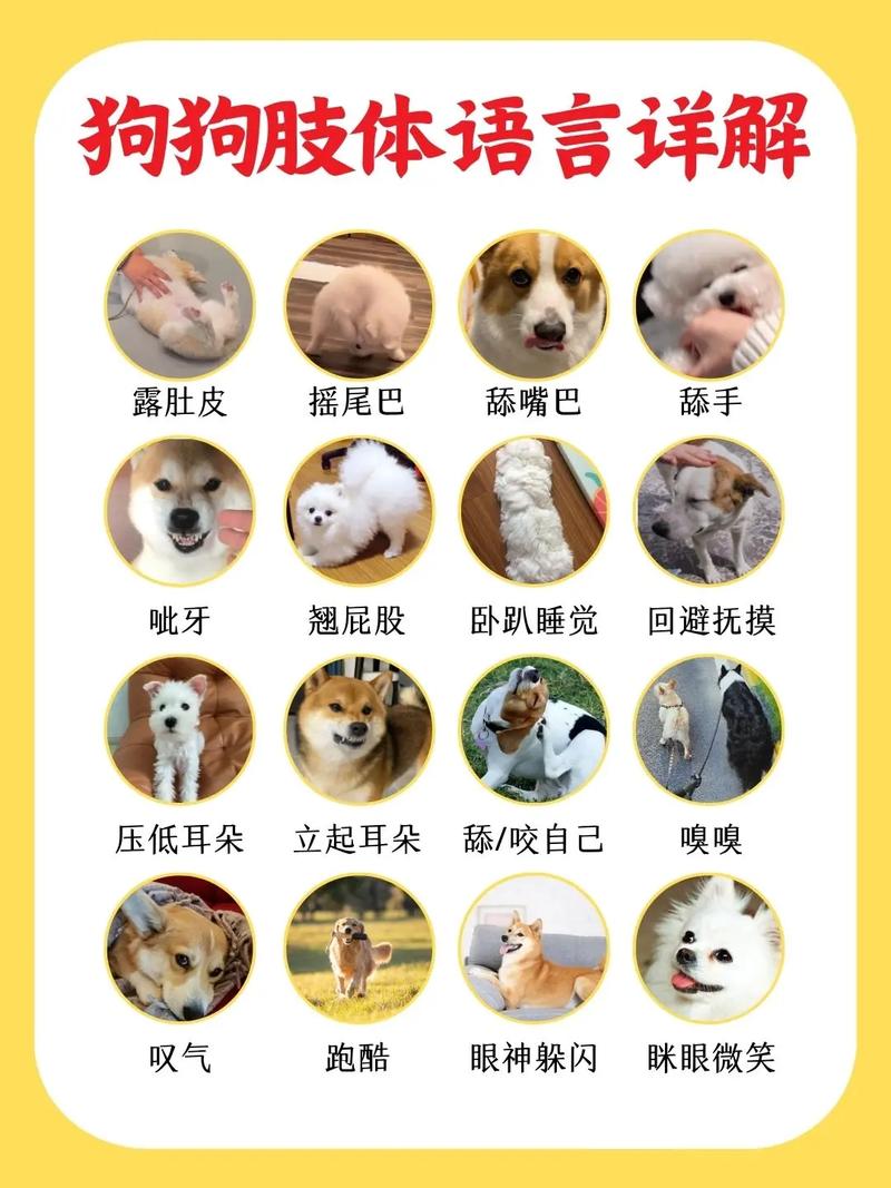 狗狗低烧是多少度,狗狗发低烧是犬瘟吗-第5张图片-后鲨宠物 狗狗低烧是多少度,狗狗发低烧是犬瘟吗-第5张图片-后鲨宠物