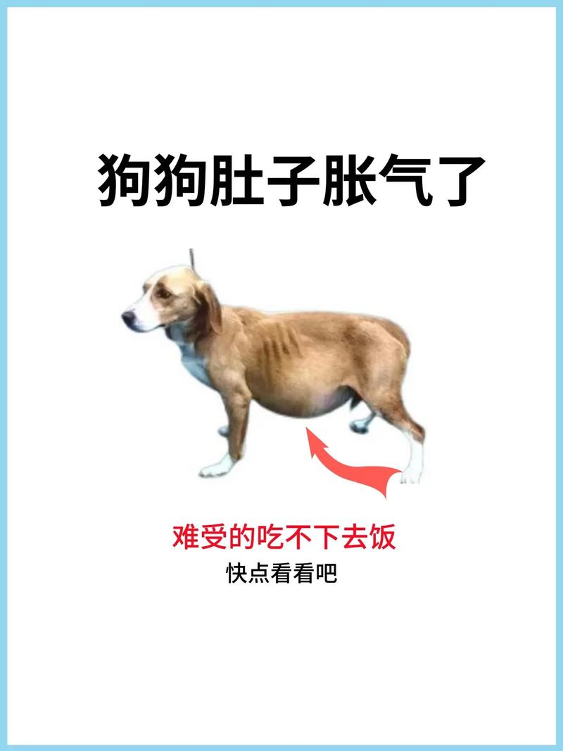 狗狗肚子胀气怎么办,狗狗肚子胀气怎么办 视频-第2张图片-后鲨宠物 狗狗肚子胀气怎么办,狗狗肚子胀气怎么办 视频-第2张图片-后鲨宠物