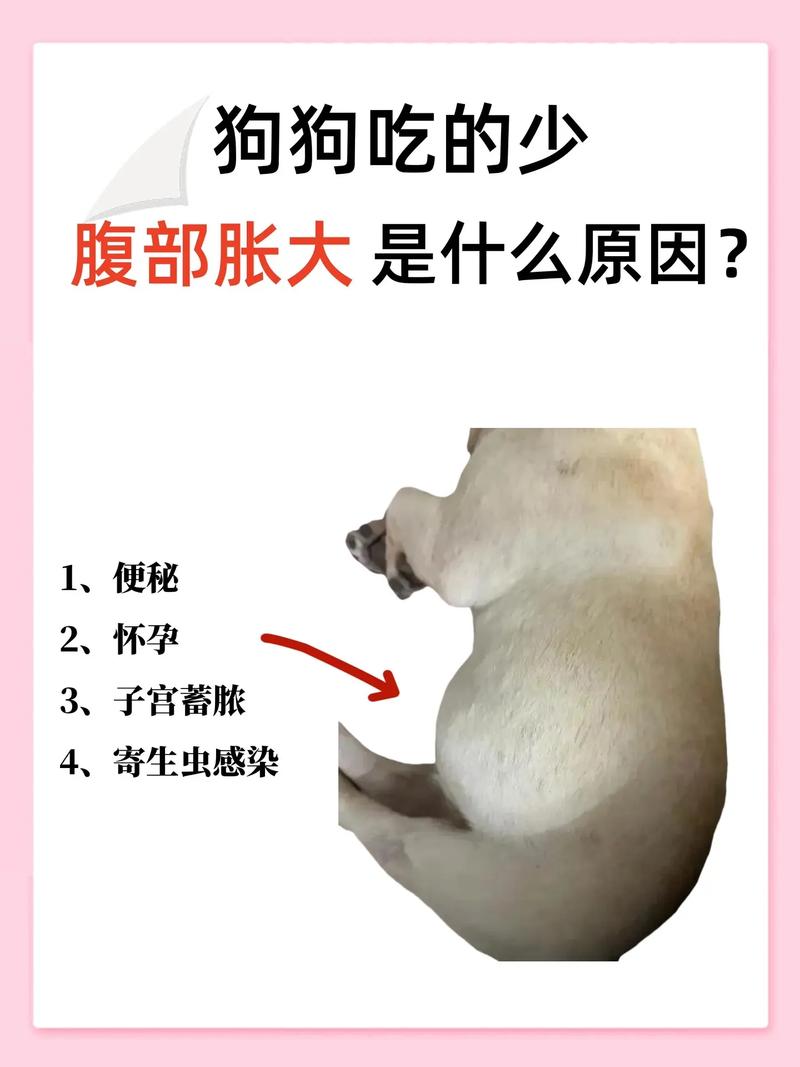 狗狗肚子胀气怎么办,狗狗肚子胀气怎么办 视频-第6张图片-后鲨宠物 狗狗肚子胀气怎么办,狗狗肚子胀气怎么办 视频-第6张图片-后鲨宠物