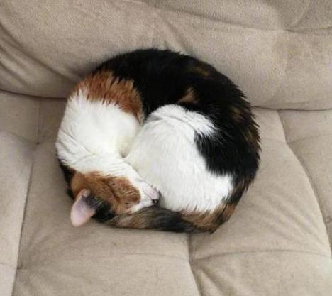 猫咪不舒服的睡姿,猫猫不舒服的睡姿-第2张图片-后鲨宠物 猫咪不舒服的睡姿,猫猫不舒服的睡姿-第2张图片-后鲨宠物