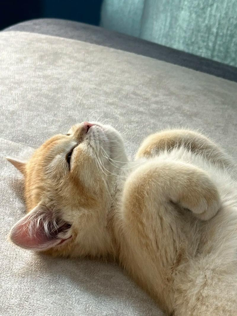 猫咪不舒服的睡姿,猫猫不舒服的睡姿-第4张图片-后鲨宠物 猫咪不舒服的睡姿,猫猫不舒服的睡姿-第4张图片-后鲨宠物