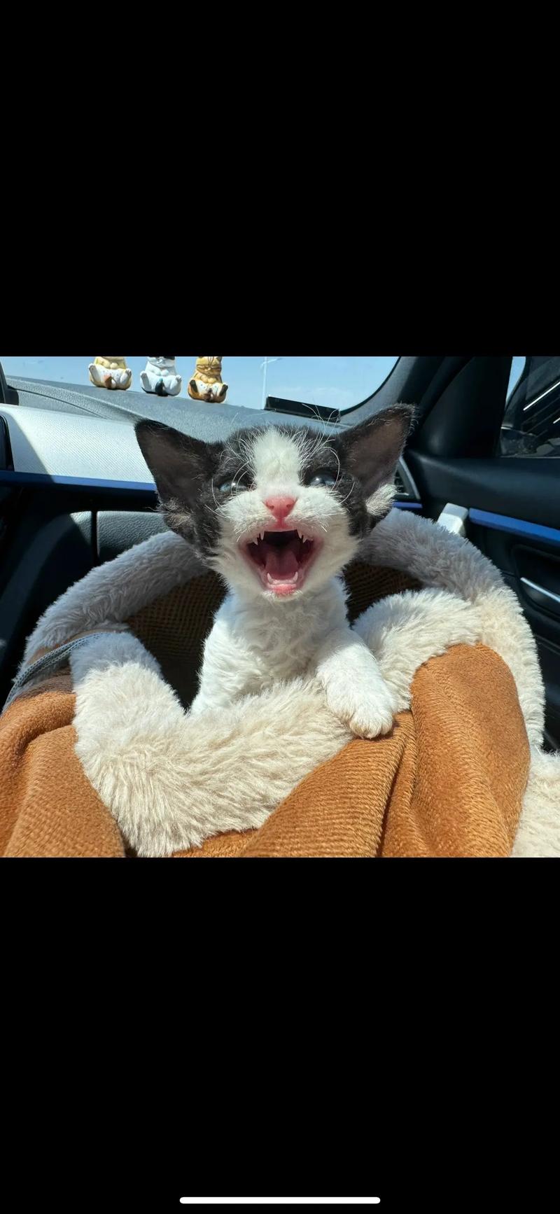 猫咪能吃橘子吗,猫咪吃橘子吗会死吗-第5张图片-后鲨宠物 猫咪能吃橘子吗,猫咪吃橘子吗会死吗-第5张图片-后鲨宠物