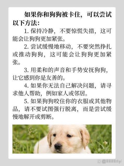 狗狗被骨头卡住了怎么办,狗狗如果被骨头卡了有什么症状?-第1张图片-后鲨宠物 狗狗被骨头卡住了怎么办,狗狗如果被骨头卡了有什么症状?-第1张图片-后鲨宠物