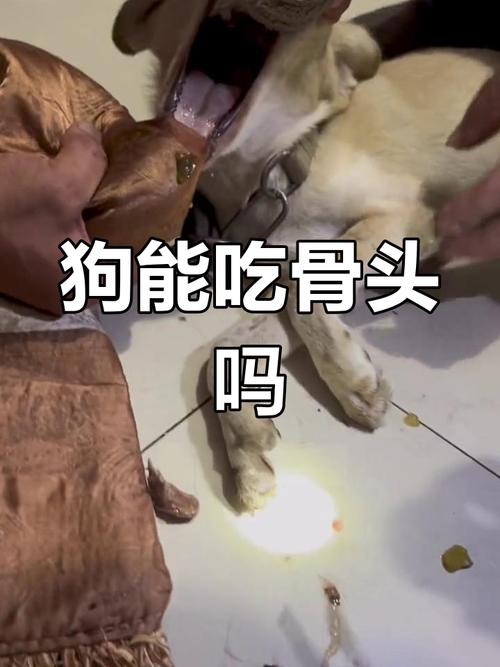 狗狗被骨头卡住了怎么办,狗狗如果被骨头卡了有什么症状?-第5张图片-后鲨宠物 狗狗被骨头卡住了怎么办,狗狗如果被骨头卡了有什么症状?-第5张图片-后鲨宠物