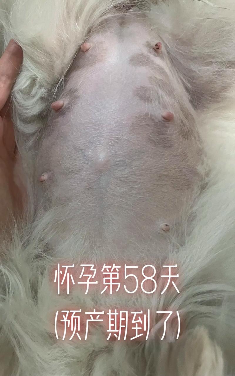 怎么辨别狗狗是否怀孕,怎么辨别狗狗是否怀孕了?-第1张图片-后鲨宠物 怎么辨别狗狗是否怀孕,怎么辨别狗狗是否怀孕了?-第1张图片-后鲨宠物