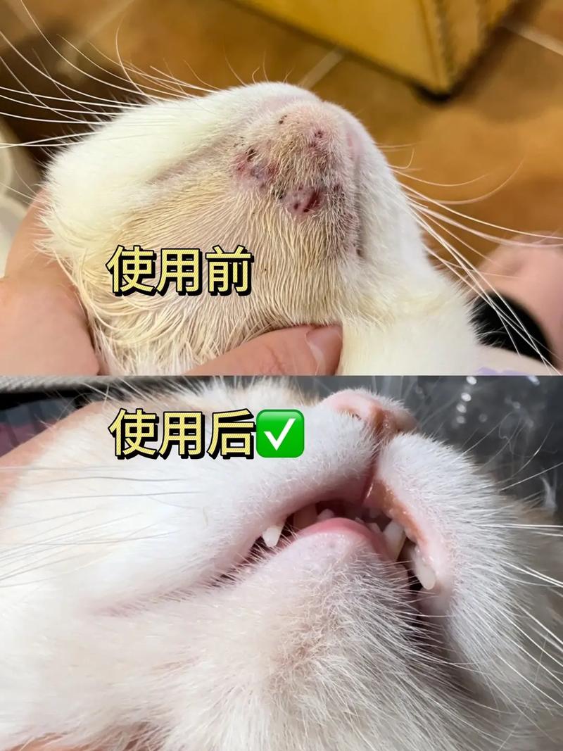 猫咪黑下巴怎么办,猫有黑下巴了什么原因-第3张图片-后鲨宠物 猫咪黑下巴怎么办,猫有黑下巴了什么原因-第3张图片-后鲨宠物