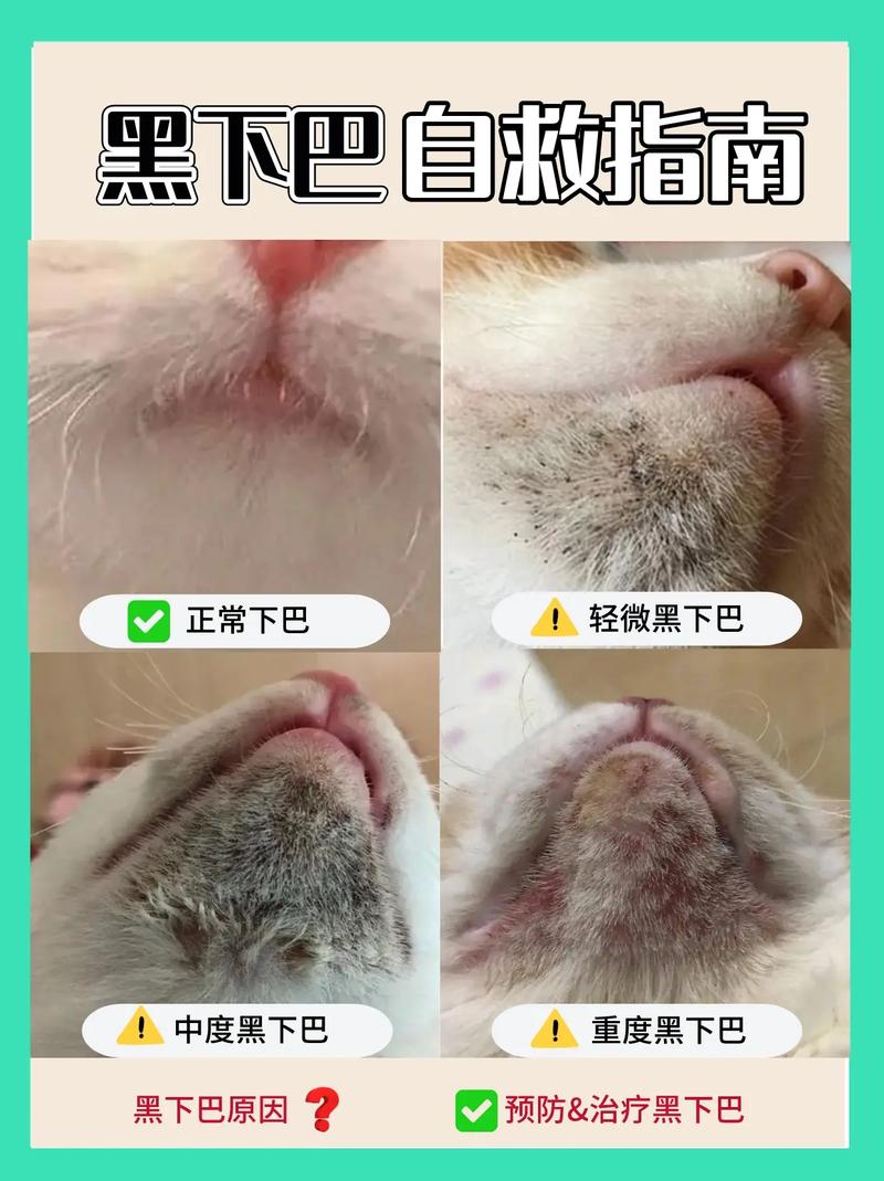 猫咪黑下巴怎么办,猫有黑下巴了什么原因-第4张图片-后鲨宠物 猫咪黑下巴怎么办,猫有黑下巴了什么原因-第4张图片-后鲨宠物
