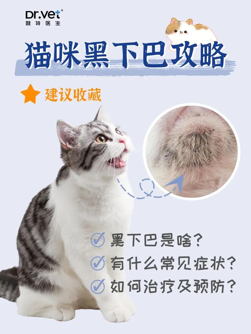 猫咪黑下巴怎么办,猫有黑下巴了什么原因-第5张图片-后鲨宠物 猫咪黑下巴怎么办,猫有黑下巴了什么原因-第5张图片-后鲨宠物