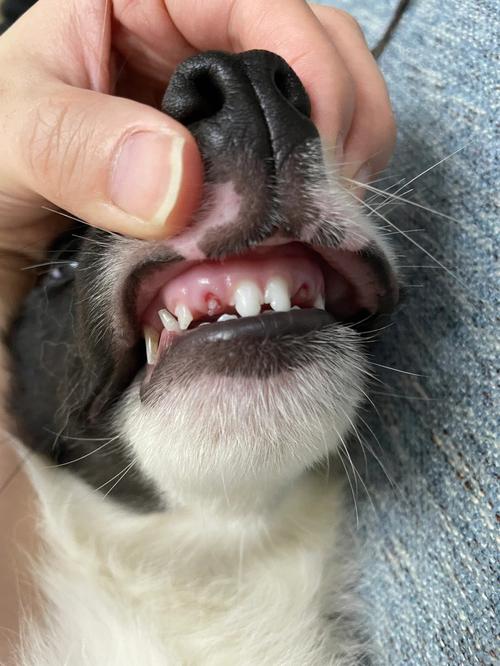 狗狗掉牙齿怎么处理_狗狗掉牙齿是怎么回事-第1张图片-后鲨宠物 狗狗掉牙齿怎么处理_狗狗掉牙齿是怎么回事-第1张图片-后鲨宠物