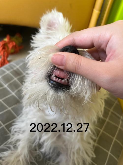 狗狗掉牙齿怎么处理_狗狗掉牙齿是怎么回事-第2张图片-后鲨宠物 狗狗掉牙齿怎么处理_狗狗掉牙齿是怎么回事-第2张图片-后鲨宠物