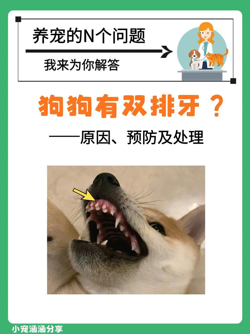 狗狗掉牙齿怎么处理_狗狗掉牙齿是怎么回事-第3张图片-后鲨宠物 狗狗掉牙齿怎么处理_狗狗掉牙齿是怎么回事-第3张图片-后鲨宠物